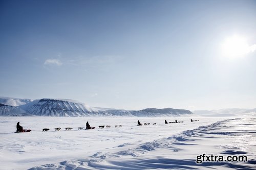 Collection of Siberian Laika sled dog fur husky puppy journey snow forest 25 HQ Jpeg