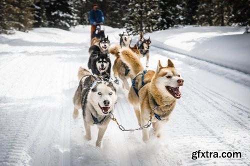 Collection of Siberian Laika sled dog fur husky puppy journey snow forest 25 HQ Jpeg