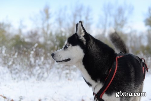 Collection of Siberian Laika sled dog fur husky puppy journey snow forest 25 HQ Jpeg