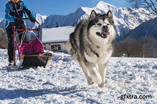 Collection of Siberian Laika sled dog fur husky puppy journey snow forest 25 HQ Jpeg