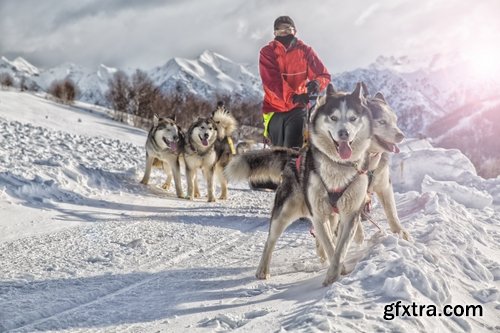 Collection of Siberian Laika sled dog fur husky puppy journey snow forest 25 HQ Jpeg