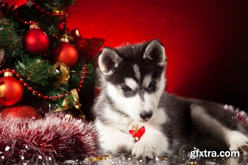 Collection of Siberian Laika sled dog fur husky puppy journey snow forest 25 HQ Jpeg