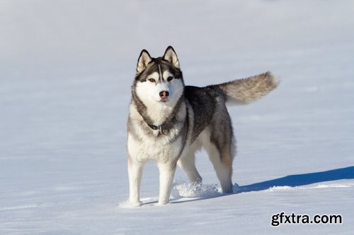 Collection of Siberian Laika sled dog fur husky puppy journey snow forest 25 HQ Jpeg