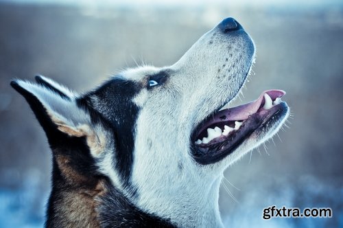 Collection of Siberian Laika sled dog fur husky puppy journey snow forest 25 HQ Jpeg