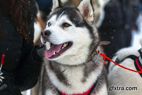 Collection of Siberian Laika sled dog fur husky puppy journey snow forest 25 HQ Jpeg