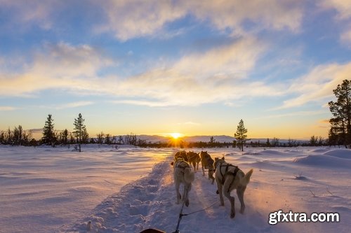 Collection of Siberian Laika sled dog fur husky puppy journey snow forest 25 HQ Jpeg