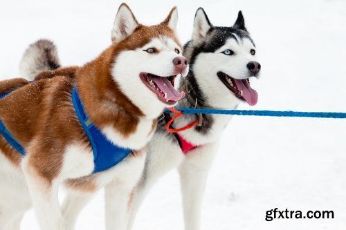 Collection of Siberian Laika sled dog fur husky puppy journey snow forest 25 HQ Jpeg