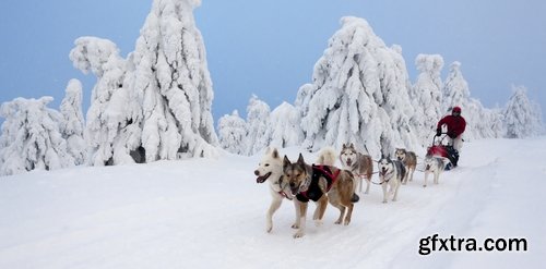 Collection of Siberian Laika sled dog fur husky puppy journey snow forest 25 HQ Jpeg