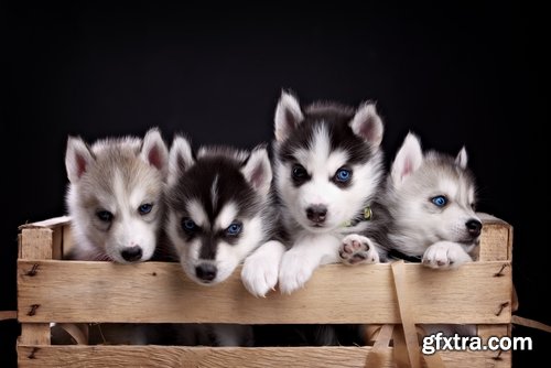 Collection of Siberian Laika sled dog fur husky puppy journey snow forest 25 HQ Jpeg