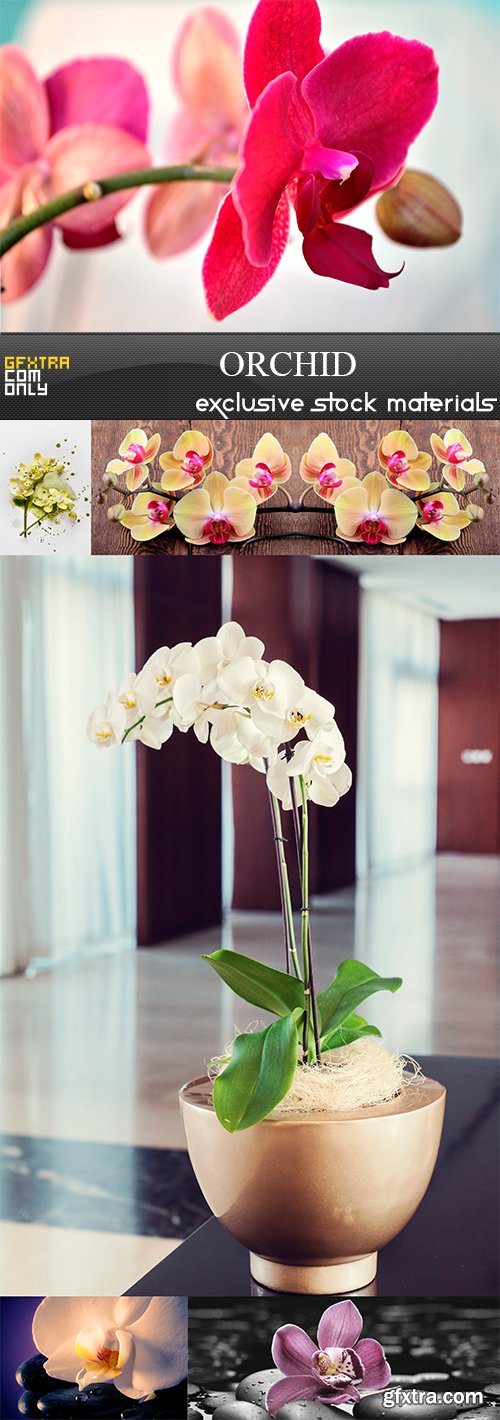 Orchid - 6UHQ JPEG