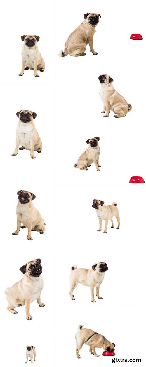 Pug Dog Isolated on White Background