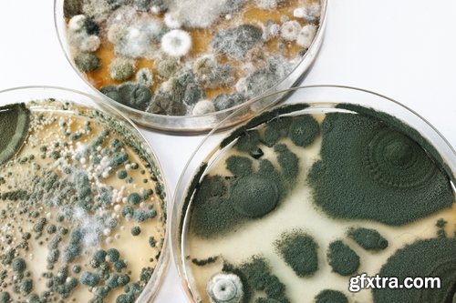 Collection of spoiled product mold fungus bacterium 25 HQ Jpeg