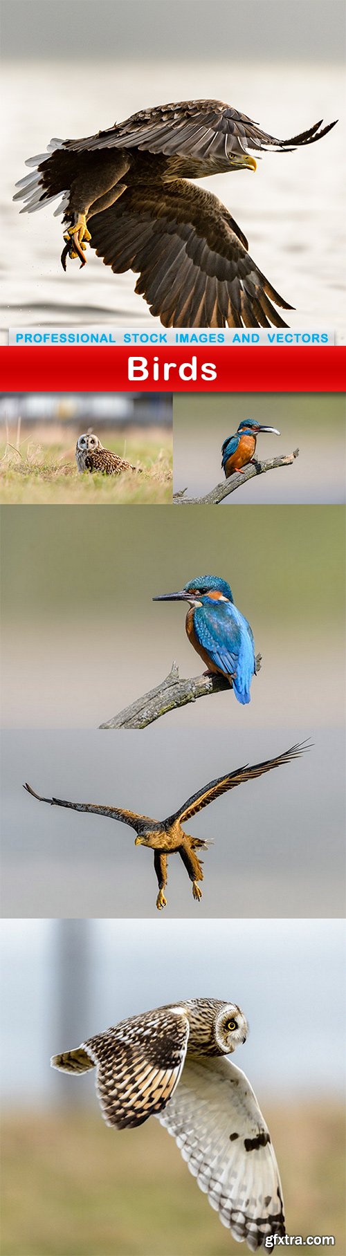 Birds - 6 UHQ JPEG