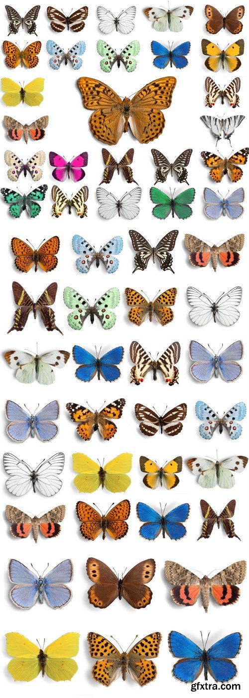 Beautiful Butterflies - 4xUHQ JPEG Photo Stock