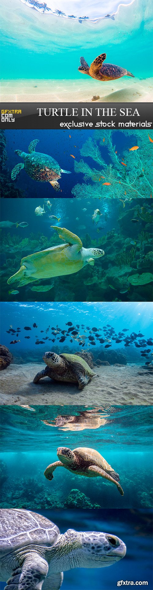 Turtle in the sea - 6UHQ JPEG