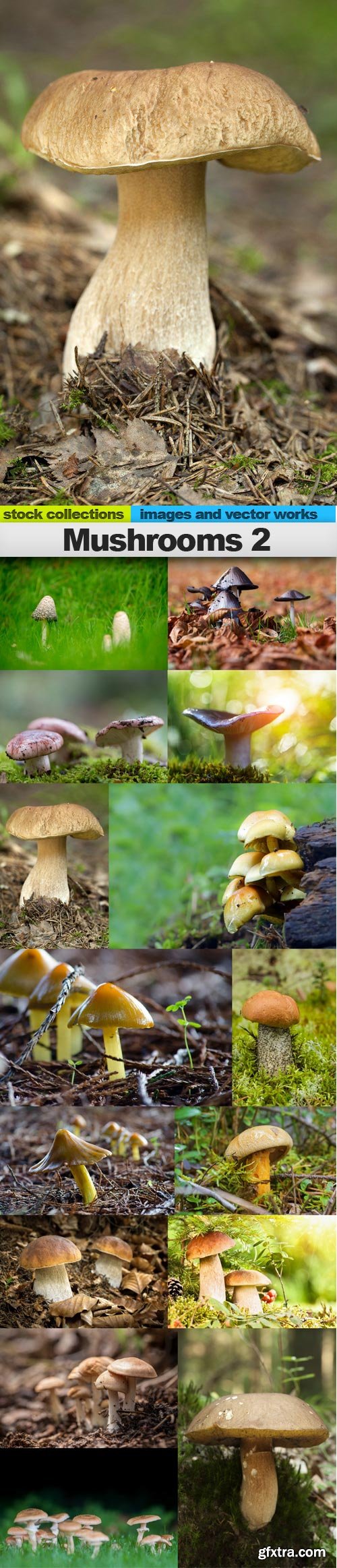 Mushrooms 2, 15 x UHQ JPEG