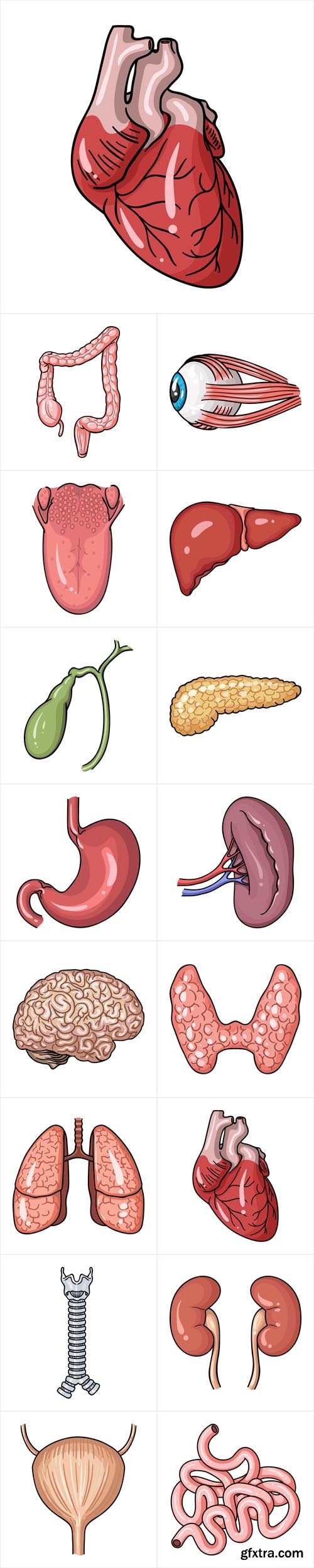 Vector Set - Human Organs Symbols