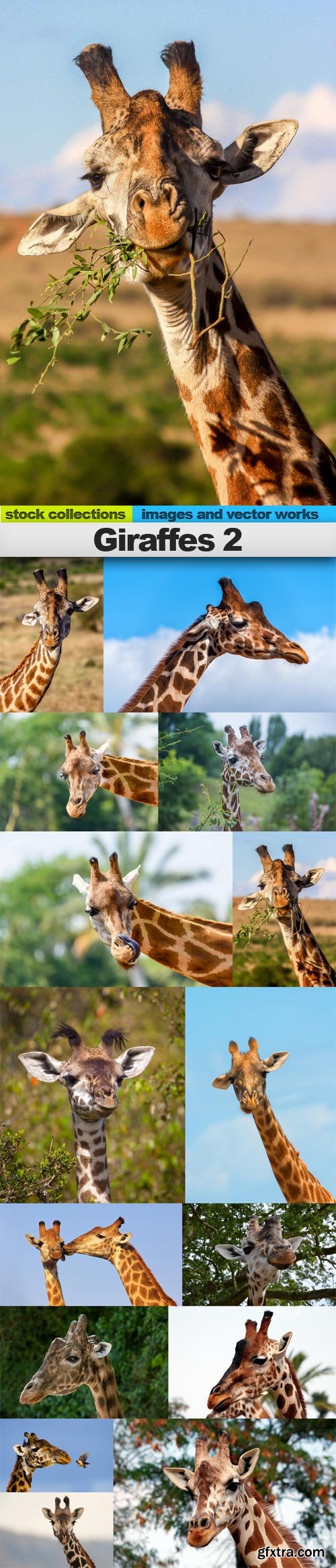 Giraffes 2, 15 x UHQ JPEG