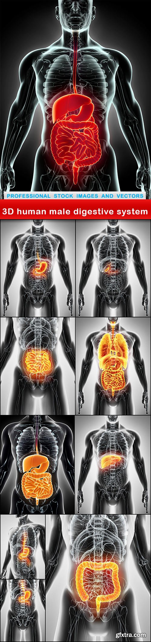 3D human male digestive system - 10 UHQ JPEG