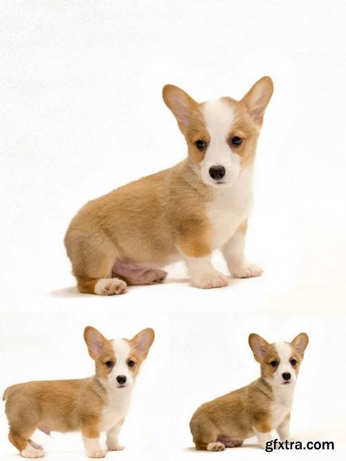 Corgi on White Background