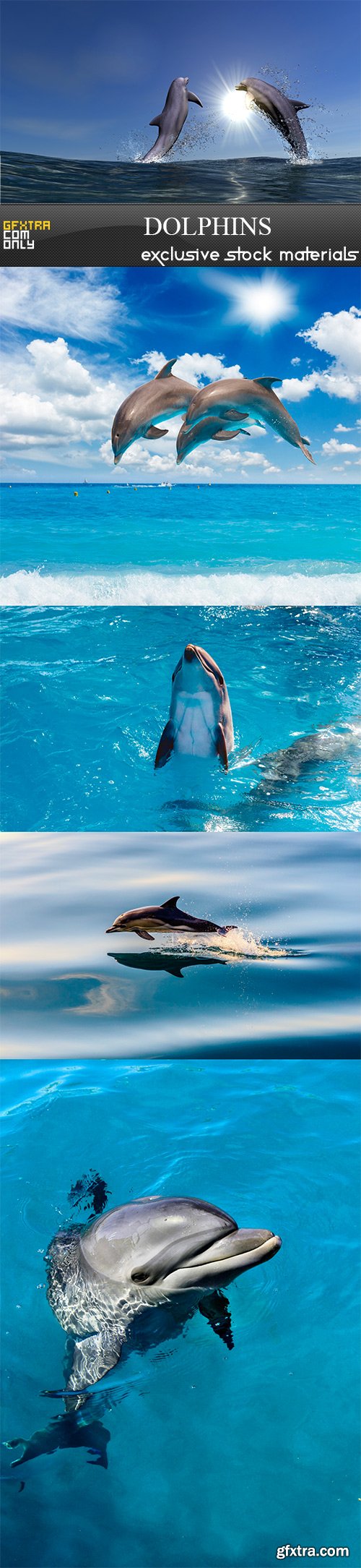 Dolphins - 5UHQ JPEG