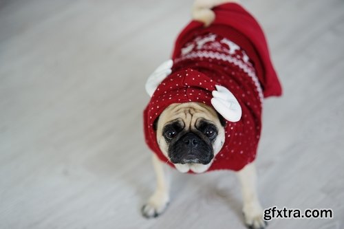 Collection of dog in the New Year holiday costume 25 HQ Jpeg