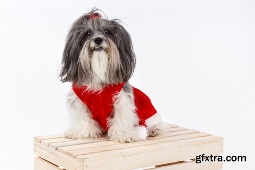 Collection of dog in the New Year holiday costume 25 HQ Jpeg