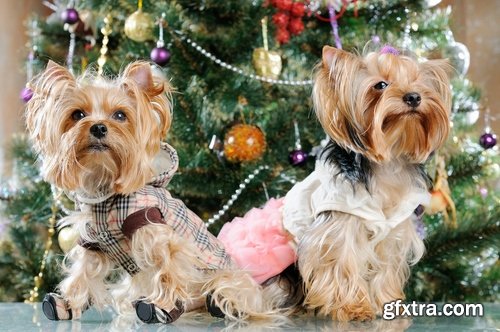 Collection of dog in the New Year holiday costume 25 HQ Jpeg