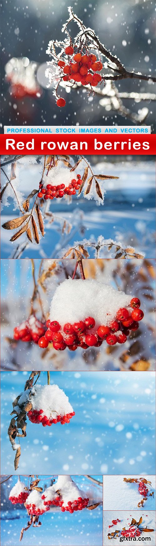 Red rowan berries - 7 UHQ JPEG