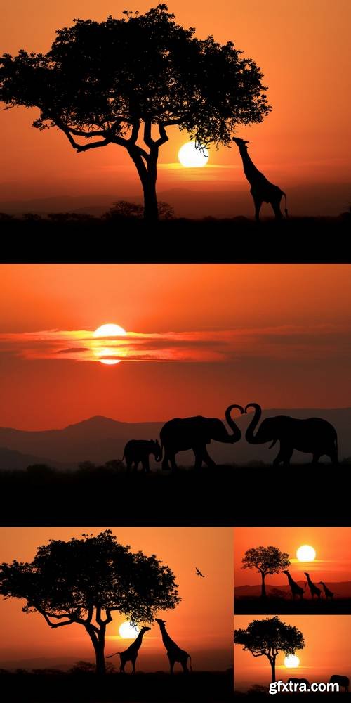 Beautiful Silhouette of African Elephants & Giraffes at Sunset