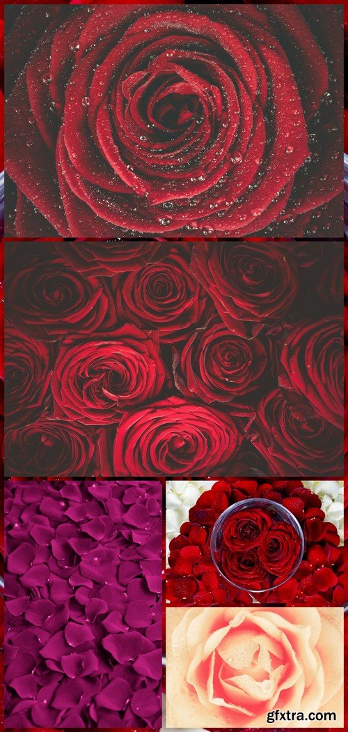 Rose Petals Floral Background 5X JPEG