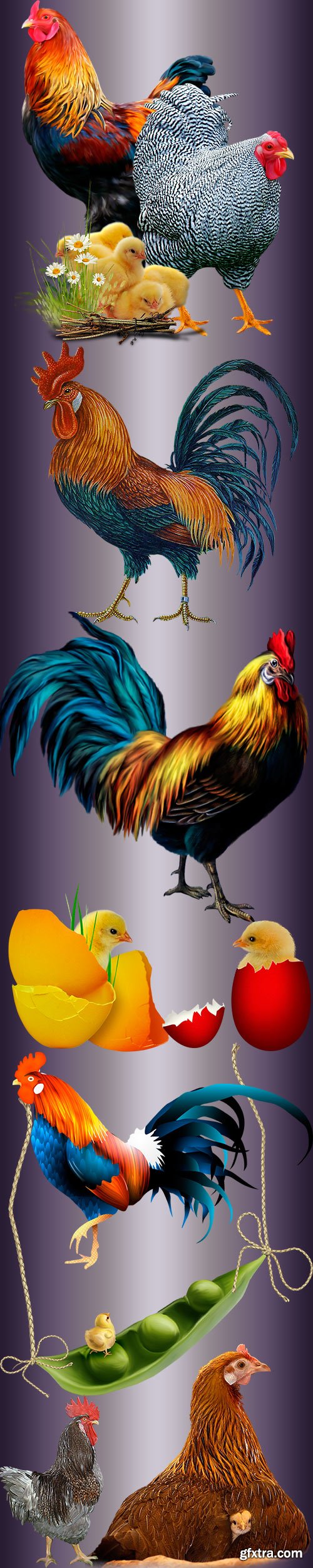 Clipart - Chicken family