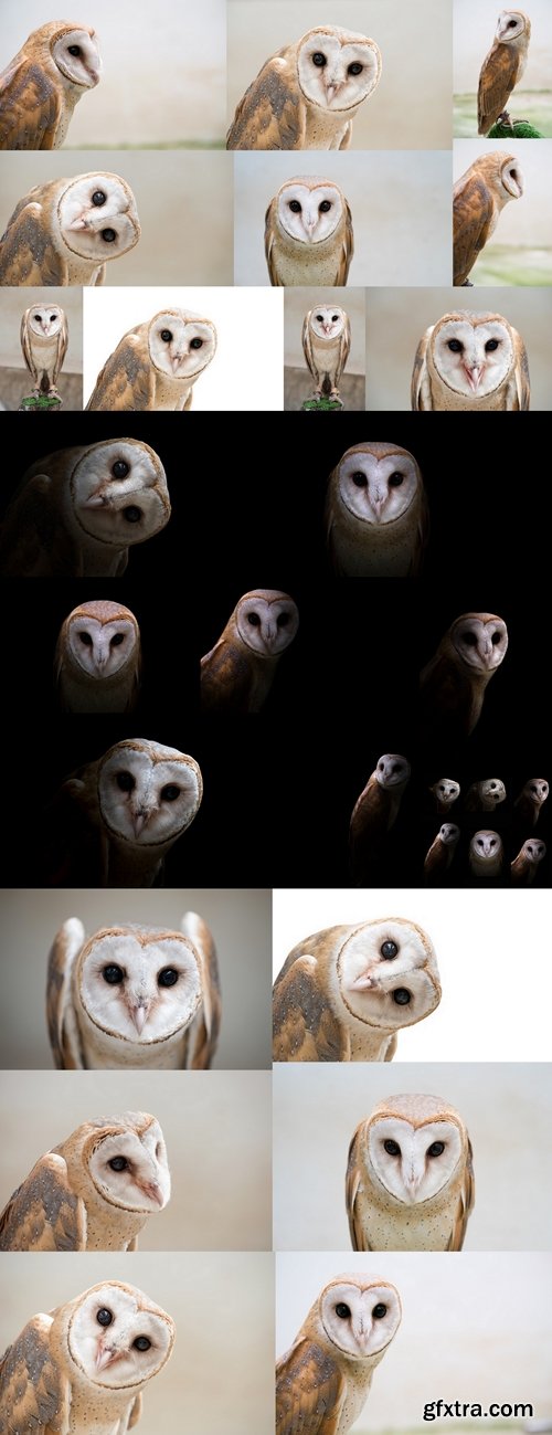 Common barn owl ( Tyto albahead ) close up