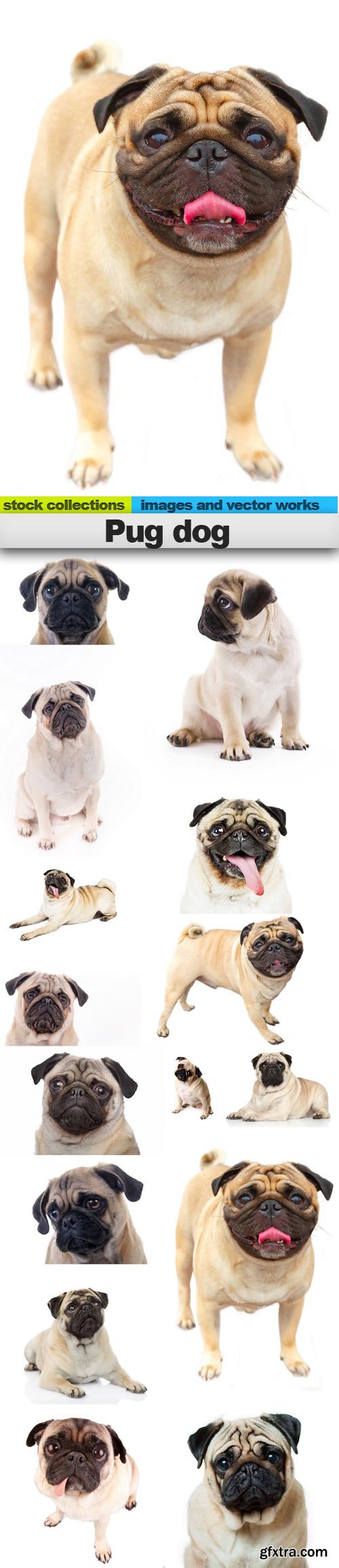 Pug dog, 15 x UHQ JPEG