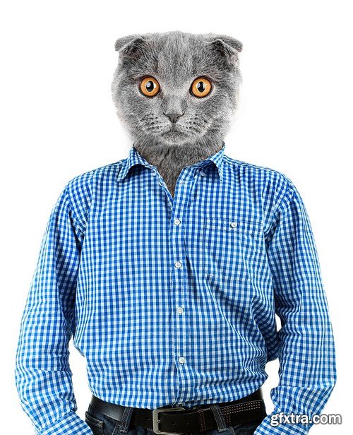 Male cat style - 8 UHQ JPEG