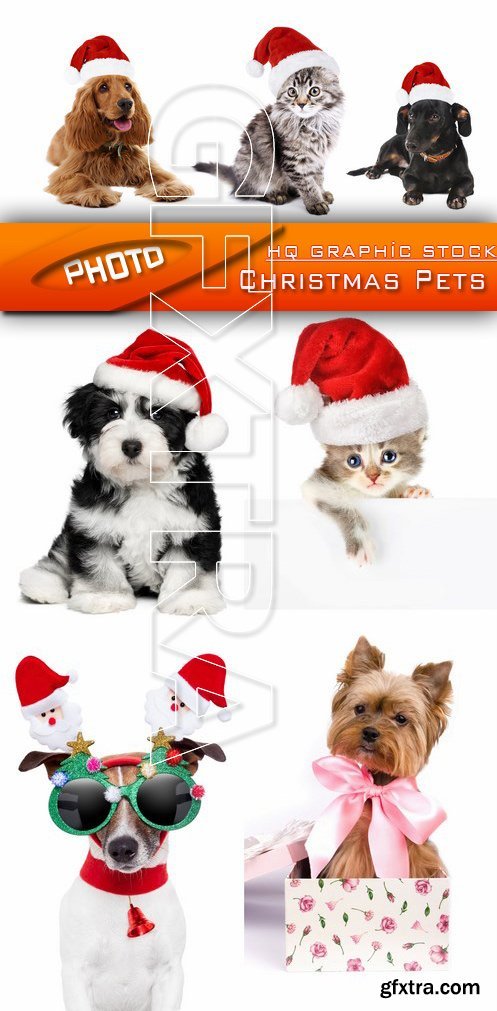 Stock Photo - Christmas Pets