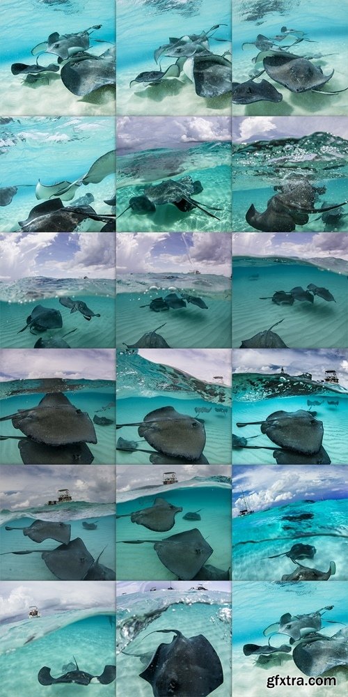 Stingray city - Cayman Islands