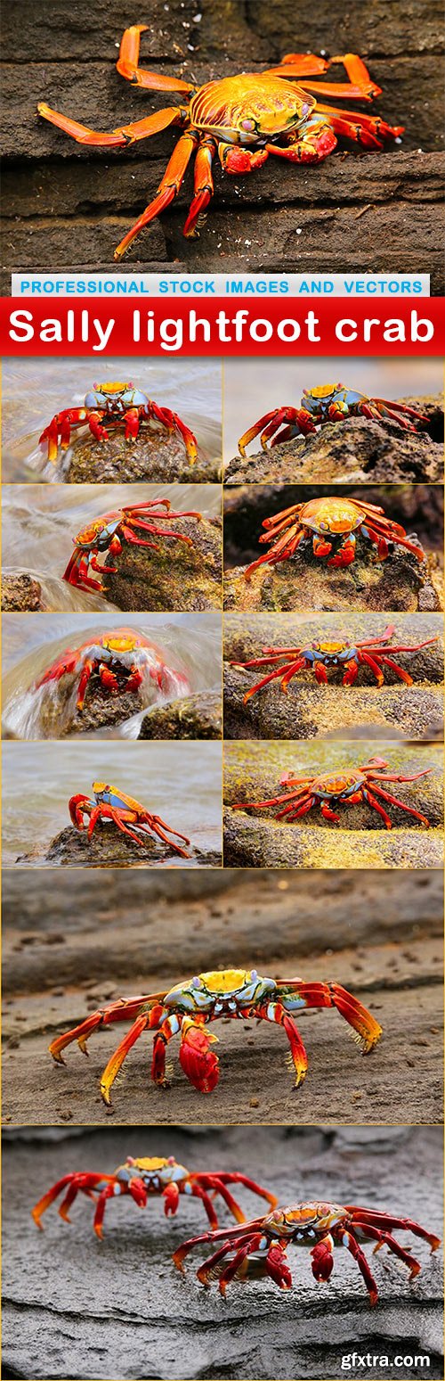 Sally lightfoot crab - 11 UHQ JPEG