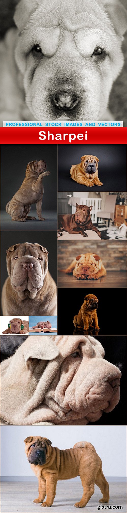 Sharpei - 11 UHQ JPEG