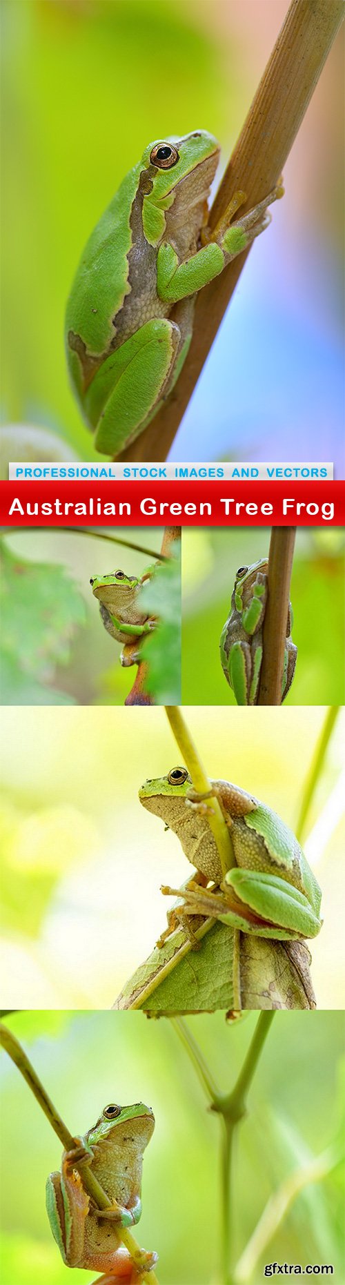 Australian Green Tree Frog - 5 UHQ JPEG