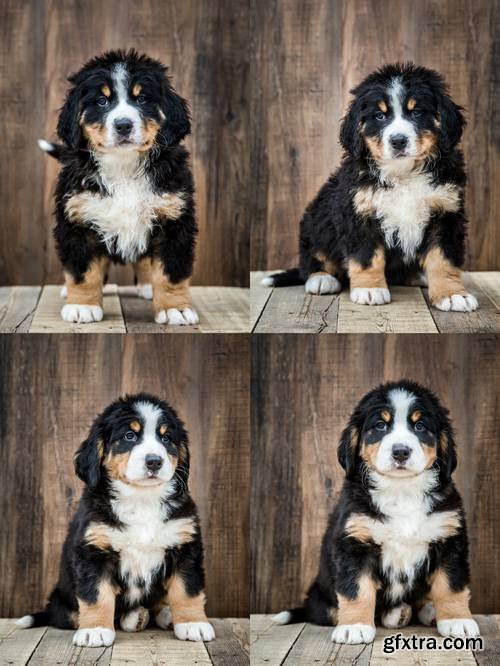 Cute Bernese Mountain Puppy Dog