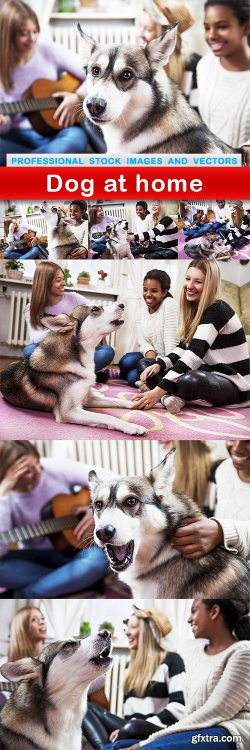 Dog at home - 7 UHQ JPEG