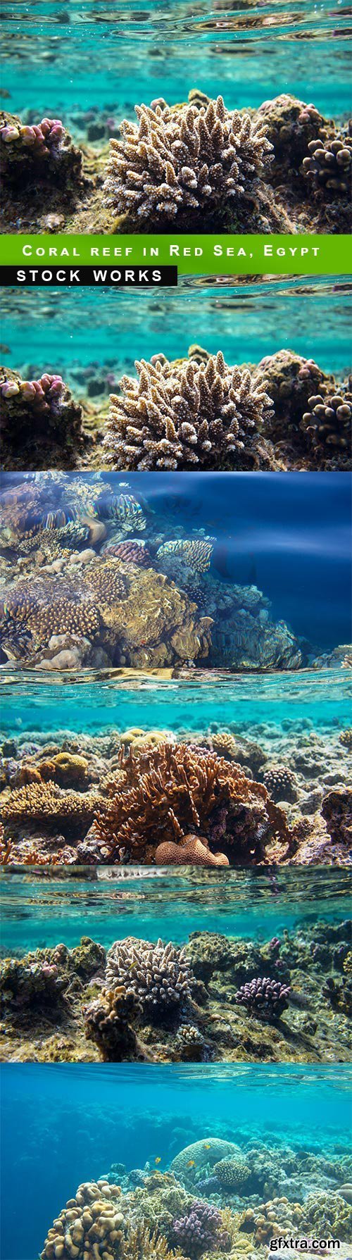 Coral reef in Red Sea, Egypt