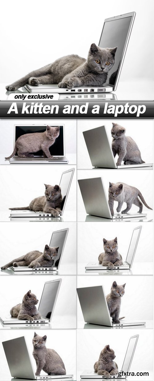 A kitten and a laptop - 10 UHQ JPEG