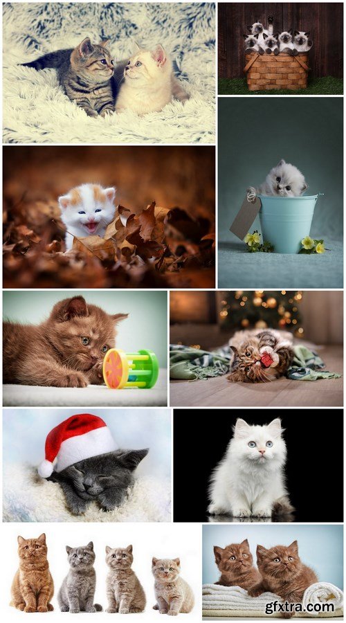 Kitten - 10 UHQ JPEG Stock Images