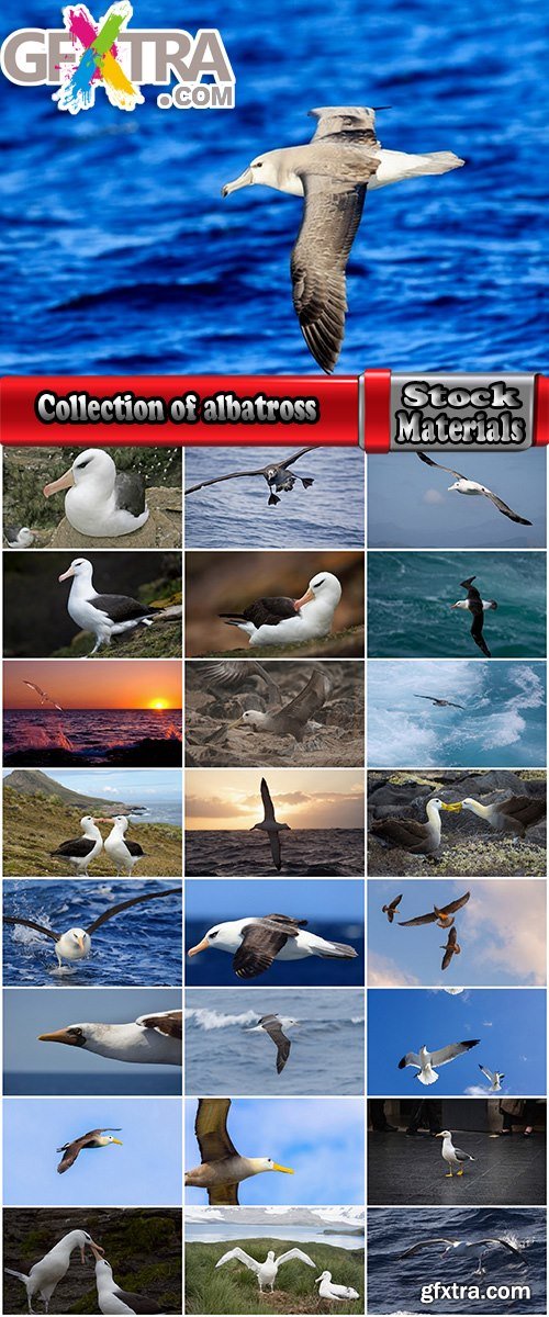 Collection of albatross gull wing feather 25 HQ Jpeg