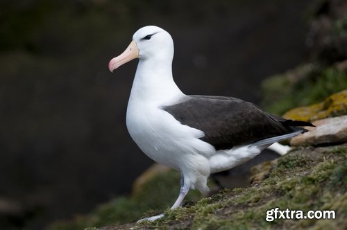 Collection of albatross gull wing feather 25 HQ Jpeg