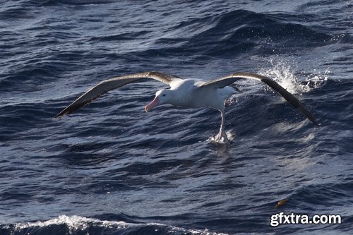 Collection of albatross gull wing feather 25 HQ Jpeg