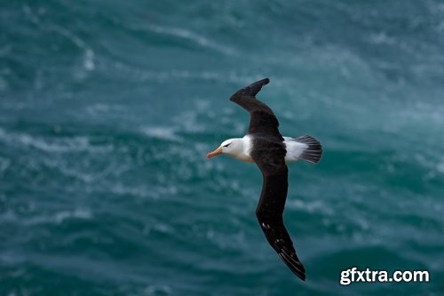 Collection of albatross gull wing feather 25 HQ Jpeg