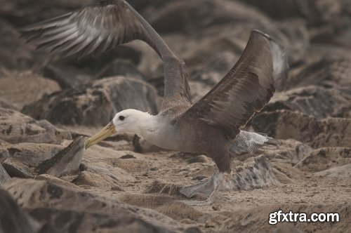 Collection of albatross gull wing feather 25 HQ Jpeg